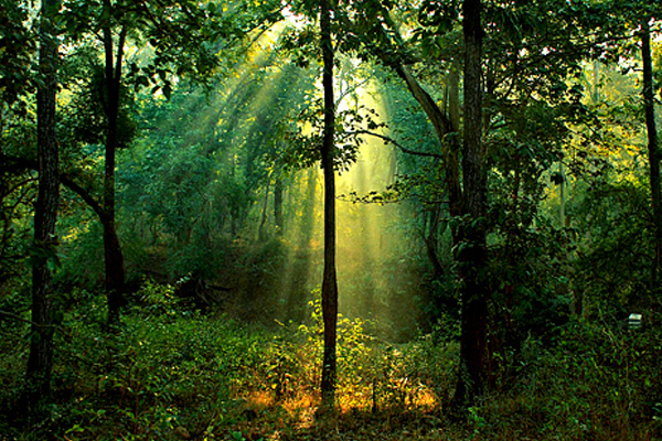 Go Green with Abzorby: Eco-Friendly Moisture Control for Your Home