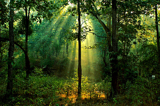 Go Green with Abzorby: Eco-Friendly Moisture Control for Your Home